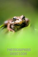 Common frog on leaf stock photo