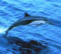 Short-beaked Common Dolphin Delphinus delphis