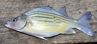 Yellow Bass Morone mississippiensis