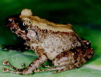 : Platymantis luzonensis; Luzon Forest Frog
