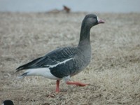 : Anser albifrons; Greater White-fronted Goose