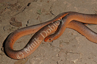 : Scaphiophis albopuncatus; Hook-nosed Snake