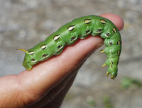 : Manduca quinquemaculata; Tomato Hornworm