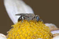 : Oxybelus sp.
