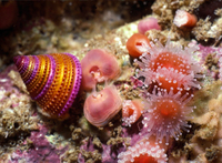 : Corynactis californica; Strawberry Anemone;