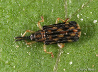 : Sumitrosis sp.