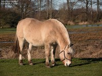 Hest (Equus caballus) Foto/billede af