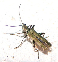 Oedemera virescens