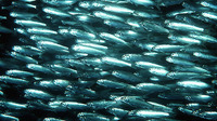 Thryssa baelama, Baelama anchovy: fisheries, bait