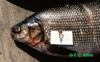 Coregonus nasus, Broad whitefish: fisheries, gamefish