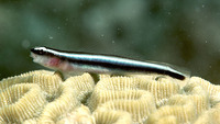 Elacatinus oceanops, Neon goby: aquarium