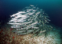 Sphyraena putnamae, Sawtooth barracuda: fisheries, gamefish