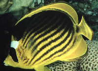Chaetodon fasciatus, Diagonal butterflyfish: aquarium