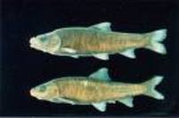 Chaenogobius isaza, : fisheries