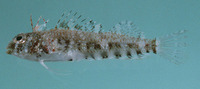 Enneapterygius ventermaculus, Blotched triplefin: