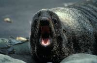 Callorhinus ursinus - Northern Fur Seal