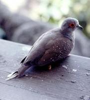 Image of: Geopelia cuneata (diamond dove)