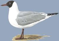 Image of: Larus ridibundus (common black-headed gull)