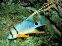 Symphorichthys spilurus - Blue And Gold Striped Snapper