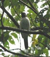 Pygmy Cuckooshrike - Coracina abbotti