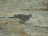 Black-billed Wood-Dove - Turtur abyssinicus