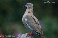 Pacific Dove - Zenaida meloda