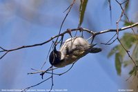 Black-headed Honeyeater - Melithreptus affinis