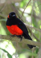 Scarlet-bellied Mountain-Tanager - Anisognathus igniventris