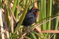 Chestnut-capped Blackbird - Chrysomus ruficapillus