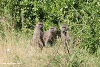 Three baboons