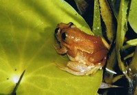 : Afrixalus spinifrons; Spiny-snouted Leaf-folding Frog