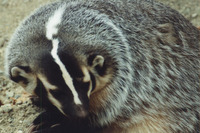 : Taxidea taxus; American Badger