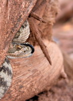 : Crotalus oreganus lutosus; Great Basin Rattlesnake