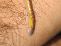 : Leptotyphlops rufidorsus; Blind Snake