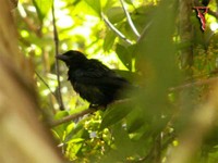 Crow-billed Drongo(Dicrurus annectans)