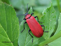 Pyrochroa coccinea - Cardinal Beetle