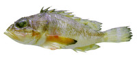 Scorpaena inermis, Mushroom scorpionfish: