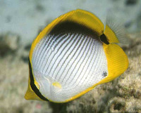 Chaetodon melannotus, Blackback butterflyfish: aquarium