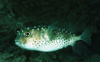 Cyclichthys spilostylus, Spotbase burrfish: