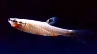 Pyrrhulina laeta, Halfbanded pyrrhulina: aquarium