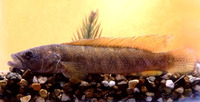 Crenicichla saxatilis, Ringtail pike cichlid: aquarium