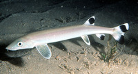 Gonorynchus greyi, : fisheries
