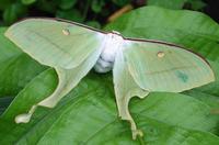 Actias selene - Indian Moon Moth