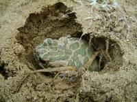 Bufo viridis - European Green Toad