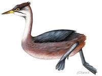 Image of: Rollandia microptera (short-winged grebe)