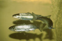 Image of: Salmo salar (Atlantic salmon)