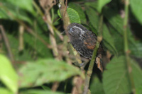 Blackish-breasted Babbler - Sphenocichla humei