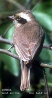 Common Woodshrike - Tephrodornis pondicerianus