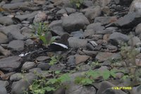 White-crowned Forktail - Enicurus leschenaulti
