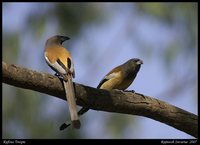 Rufous Treepie - Dendrocitta vagabunda